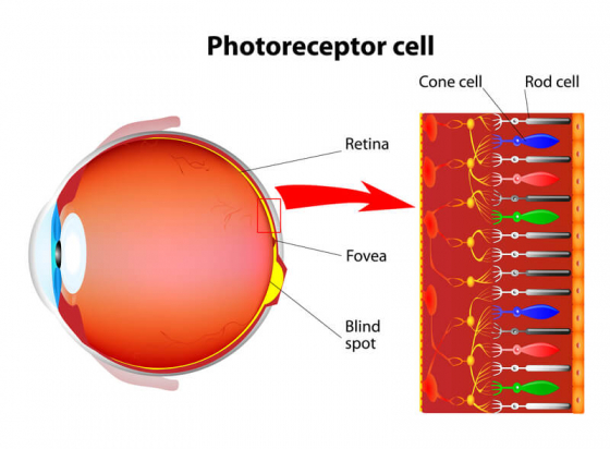 explaining photoreceptor cell